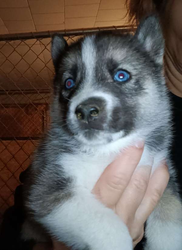 male-black-cream-long-haired-siberian-husky