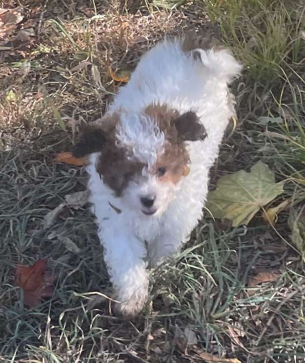 curly-haired-shih-poo