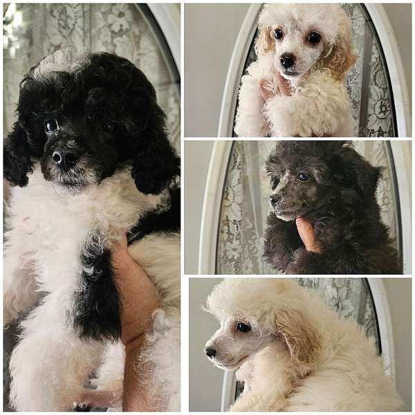 mixed-toy-poodle-puppy