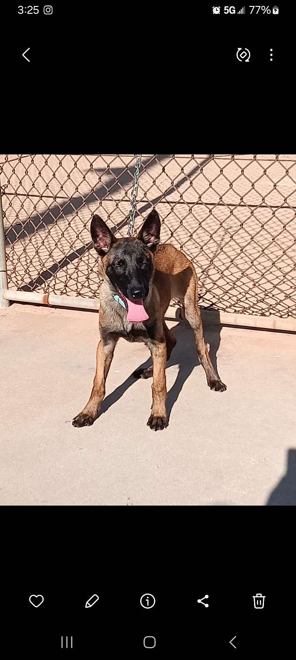 male-belgian-malinois-dog