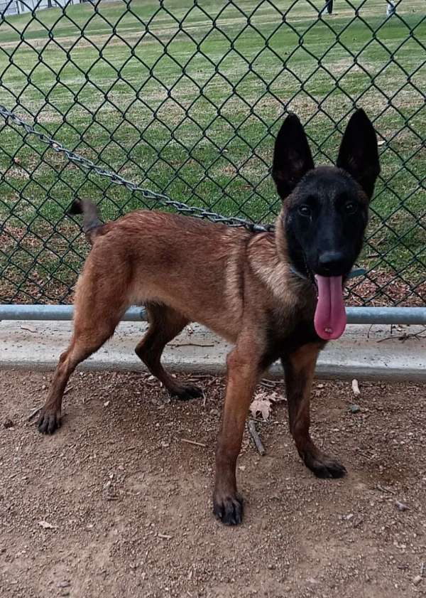 male-belgian-malinois-dog