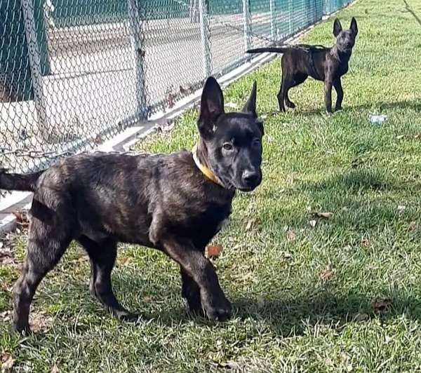 male-dutch-shepherd-dog