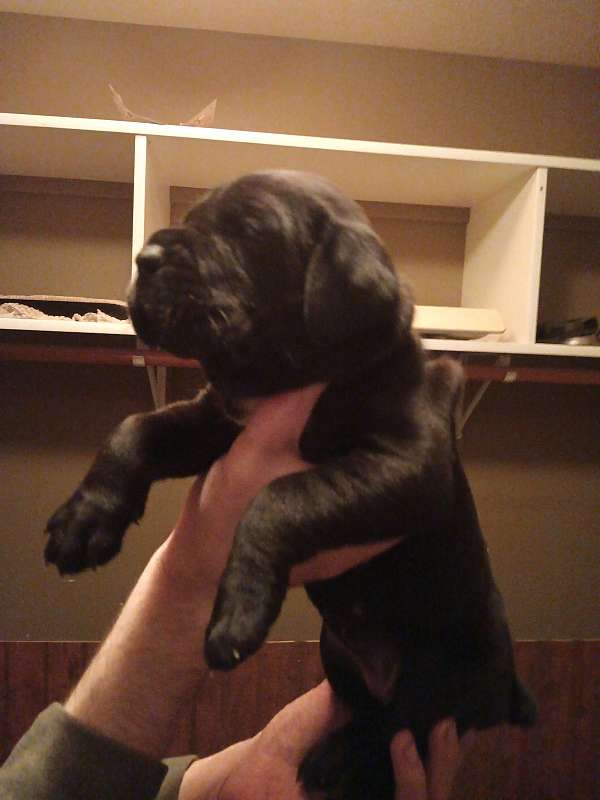 black-cane-corso