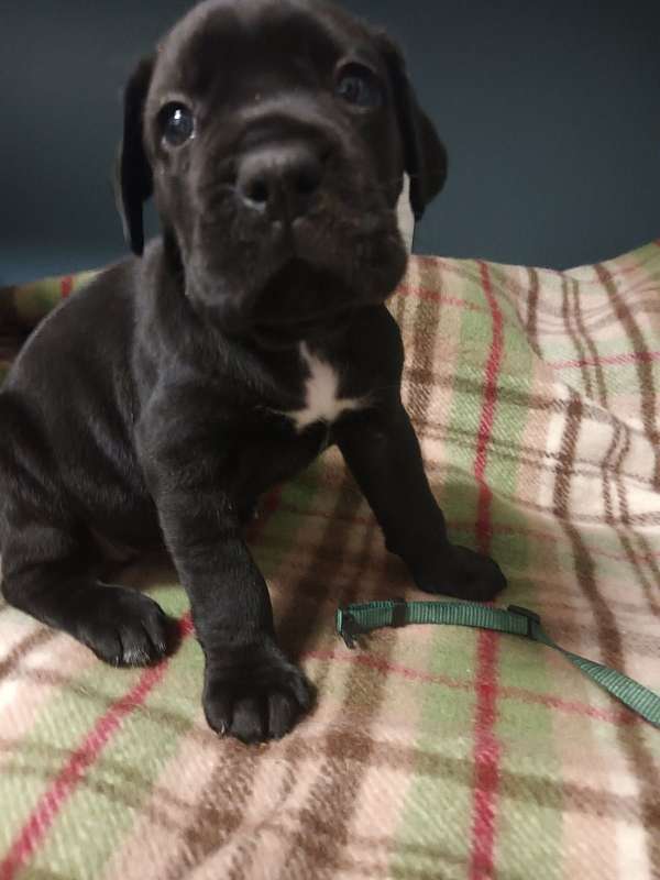 black-smooth-coated-cane-corso