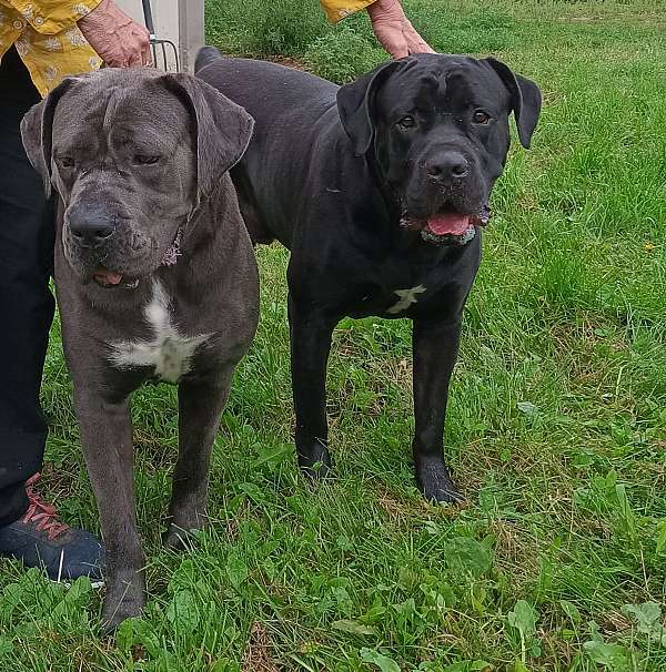 female-black-smooth-coated-cane-corso