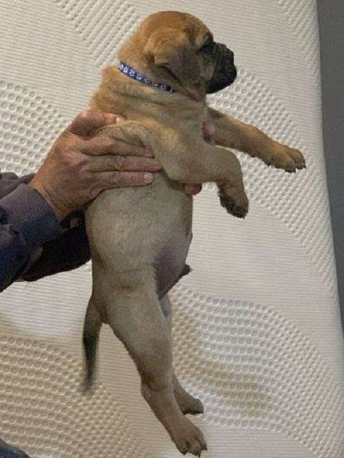 agility-bullmastiff