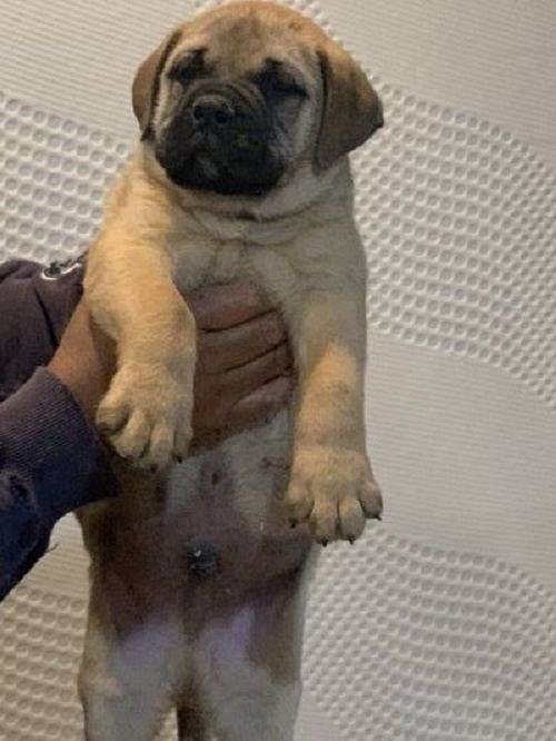 short-haired-male-bullmastiff