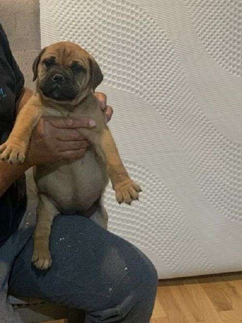 large-bullmastiff