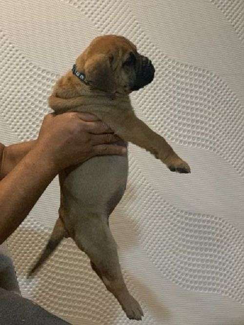 short-haired-bullmastiff-dog