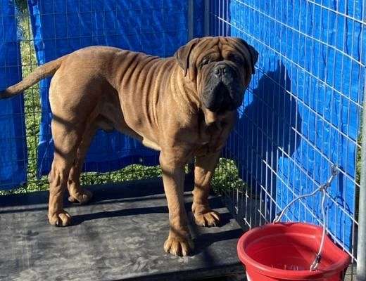 bullmastiff