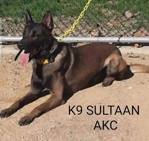 male-belgian-malinois-dog