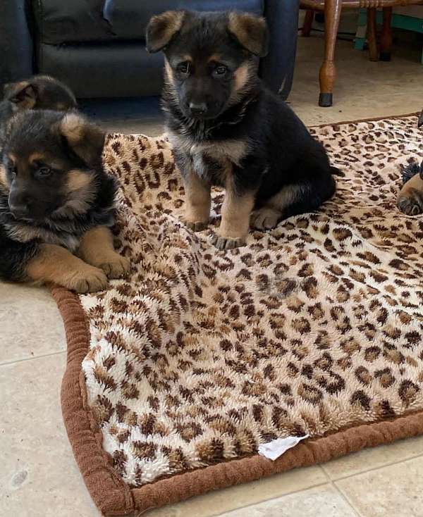 mixed-german-shepherd-puppy