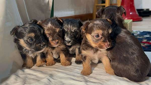 yorkshire-terrier