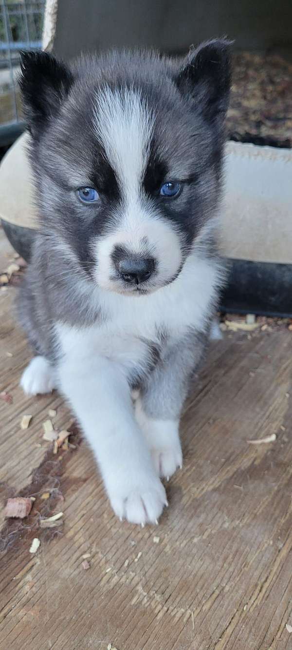 male-siberian-husky-dog