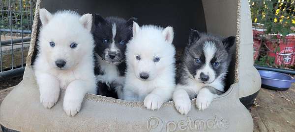 white-siberian-husky