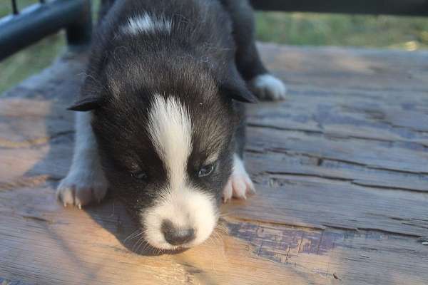 female-siberian-husky-dog