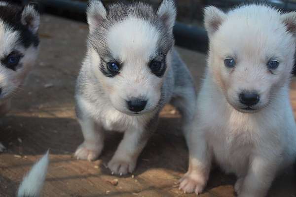 female-siberian-husky-dog