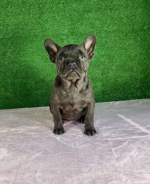 bat-ears-french-bulldog