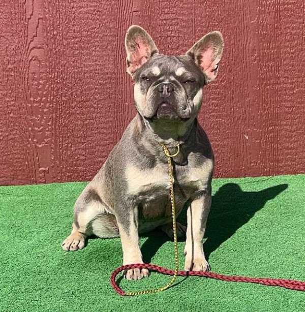 short-haired-french-bulldog