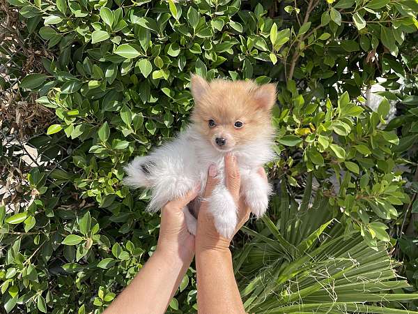 male-pomeranian-puppy