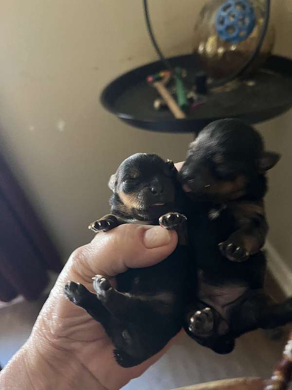 smooth-coated-yorkshire-terrier