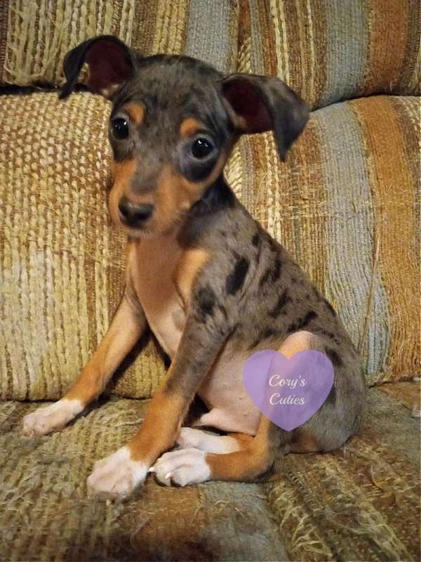 harlequin-short-haired-miniature-pinscher