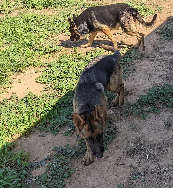 medium-haired-german-shepherd