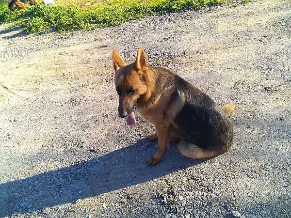 medium-haired-german-shepherd