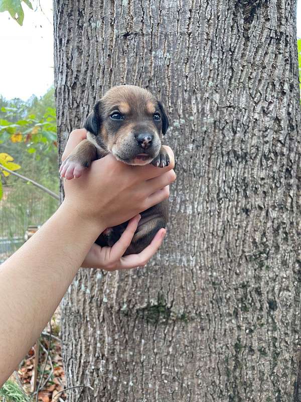 medium-haired-black-tan-coonhound