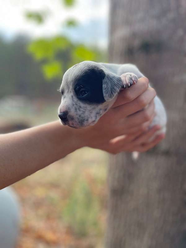 salt-pepper-german-shorthaired-pointer