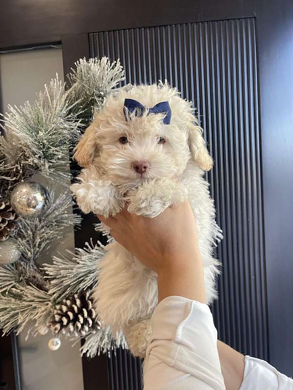 male-malti-poo-puppy