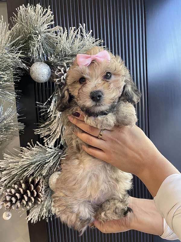 female-malti-poo-puppy