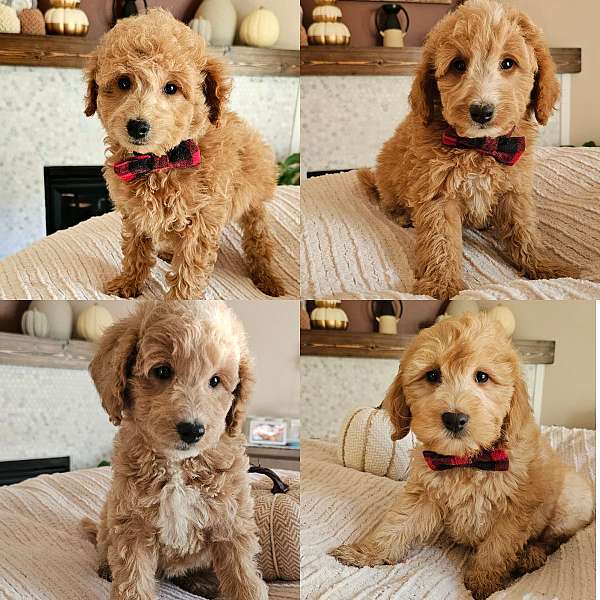 hypoallergenic-miniature-goldendoodle