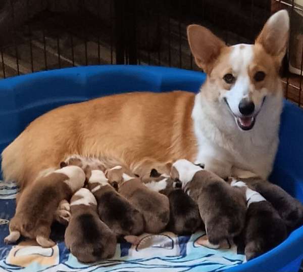 mixed-red-white-medium-haired-pembroke-welsh-corgi