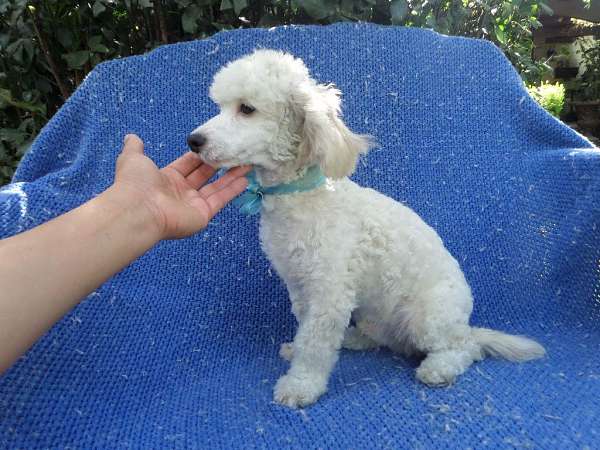 female-toy-poodle-puppy