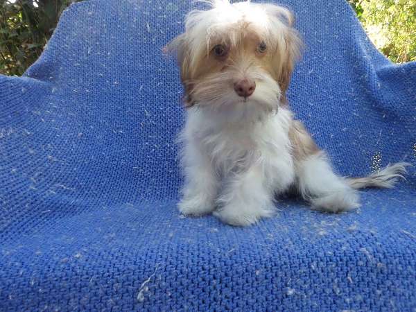 female-shorkie-tzu-dog