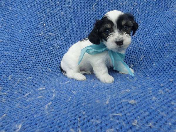 male-shorkie-tzu-dog