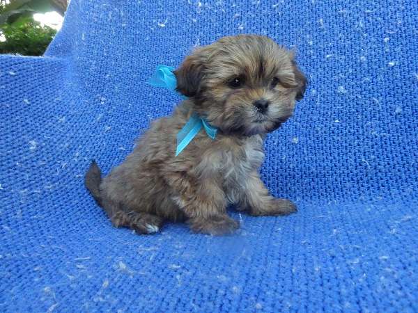 male-shorkie-tzu-dog