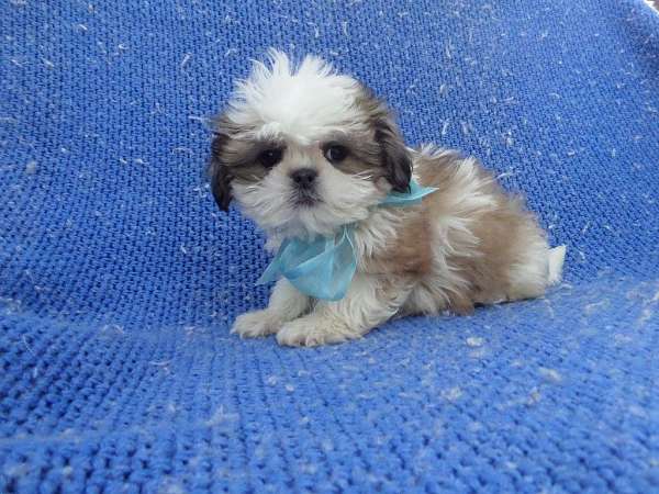 male-shih-tzu-dog