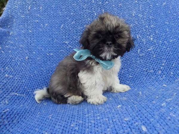 male-shih-tzu-dog