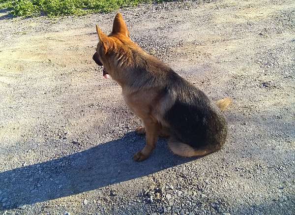 female-gold-medium-haired-german-shepherd