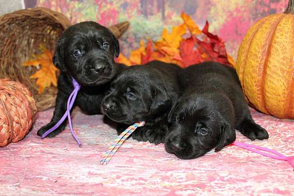 mixed-labrador-retriever-dog