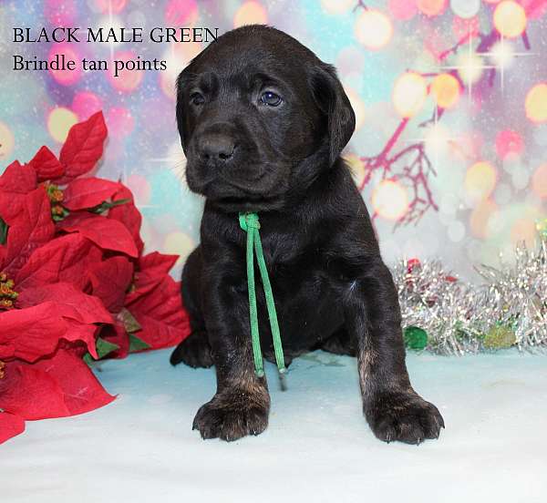 mixed-labrador-retriever-dog