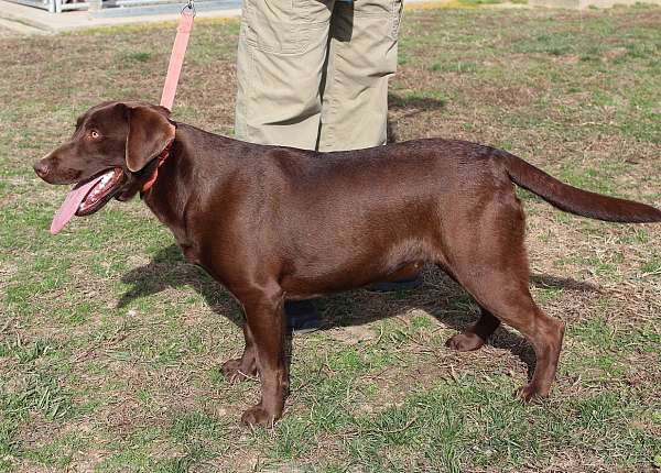 chocolate-labrador-retriever