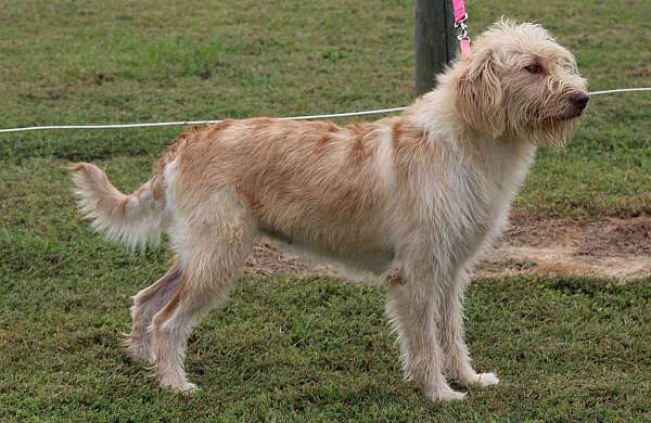 standard-yellow-labradoodle