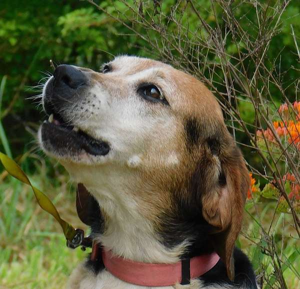 black-tan-treeing-walker-coonhound