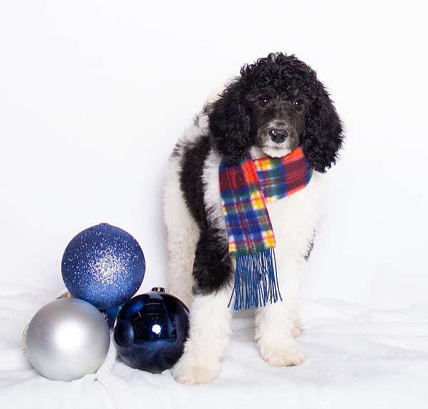 curly-haired-standard-poodle