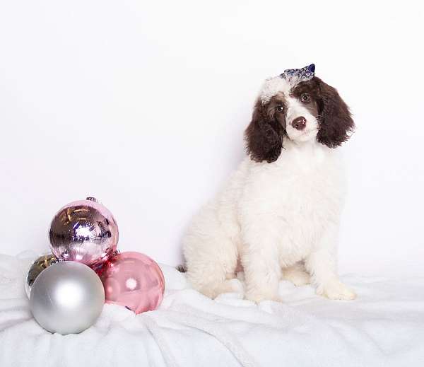 curly-haired-standard-poodle