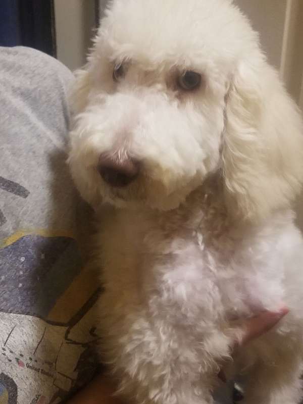 white-medium-poodle