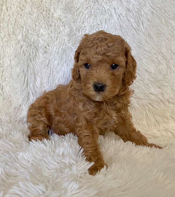 female-toy-poodle-puppy